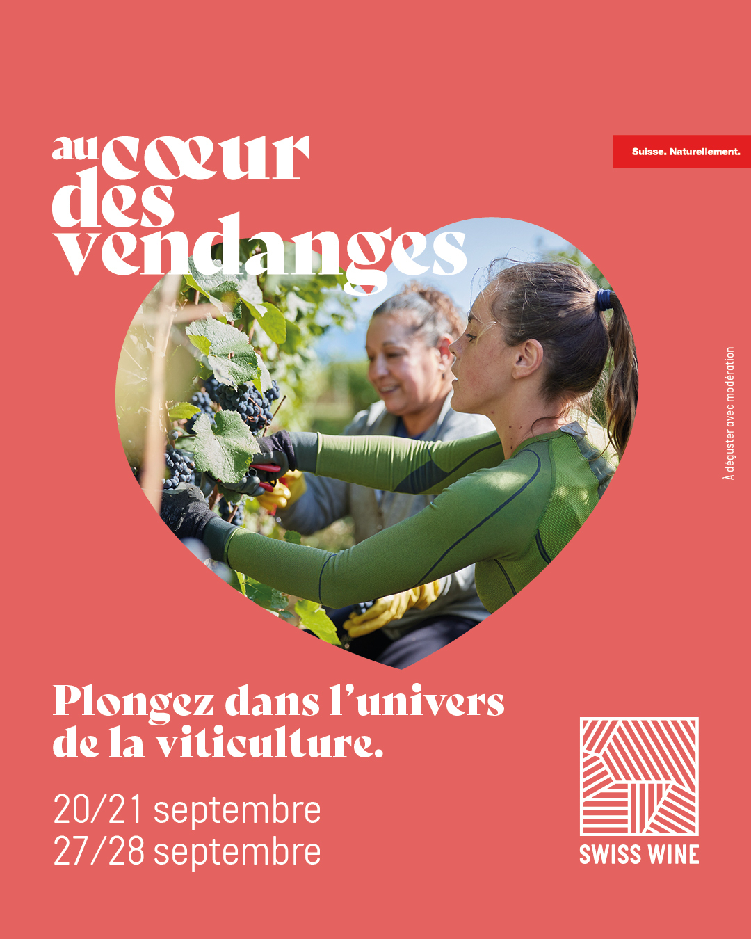 Au coeur des vendanges - Swiss Wine 2025! 